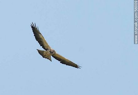 Swainson's Hawk  - Fauna - MORE IMAGES. Photo #56009