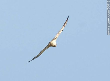 Swainson's Hawk  - Fauna - MORE IMAGES. Foto No. 56013