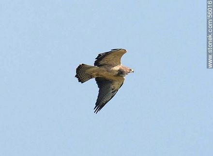 Swainson's Hawk  - Fauna - MORE IMAGES. Foto No. 56016
