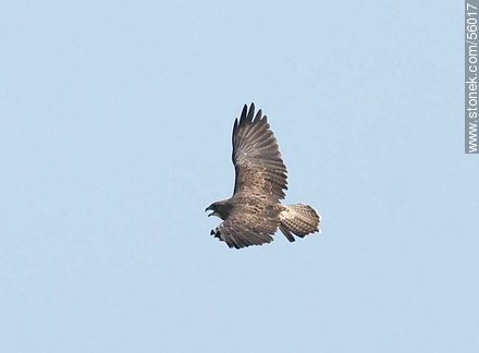 Swainson's Hawk  - Fauna - MORE IMAGES. Photo #56017