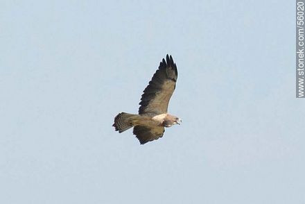 Swainson's Hawk  - Fauna - MORE IMAGES. Foto No. 56020