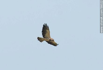 Swainson's Hawk  - Fauna - MORE IMAGES. Foto No. 56022
