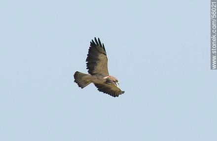Águila langostera en el departamento de Flores - Fauna - IMÁGENES VARIAS. Foto No. 56021