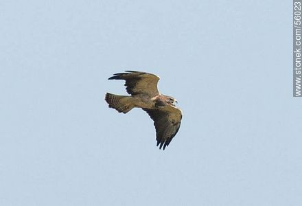 Swainson's Hawk  - Fauna - MORE IMAGES. Foto No. 56023