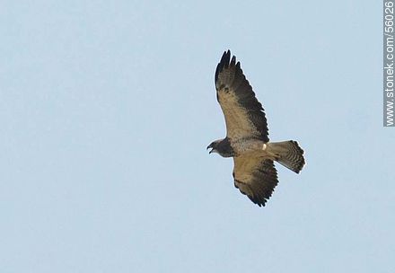 Swainson's Hawk  - Fauna - MORE IMAGES. Photo #56026
