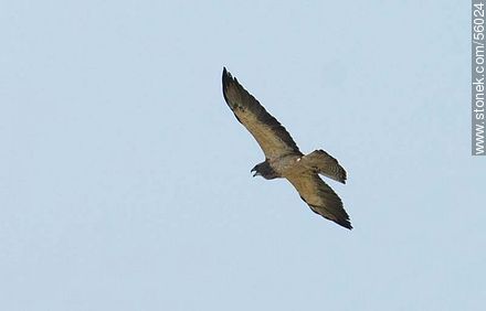 Swainson's Hawk  - Fauna - MORE IMAGES. Photo #56024