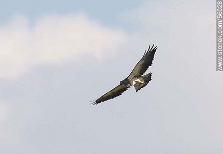 Águila langostera en el departamento de Flores - Fauna - IMÁGENES VARIAS. Foto No. 56028