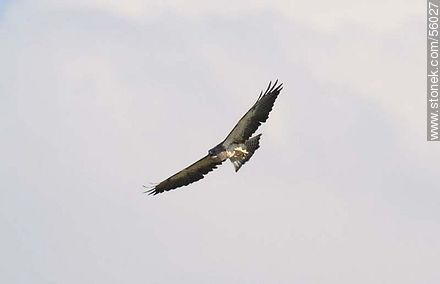 Swainson's Hawk  - Fauna - MORE IMAGES. Photo #56027