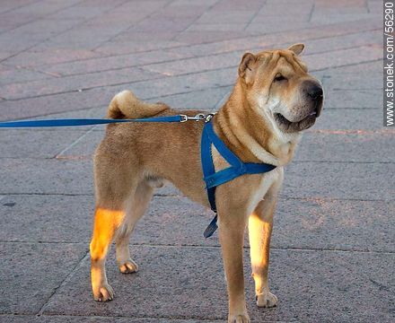 Perro chino raza Shar Pei - Departamento de Montevideo - URUGUAY. Foto No. 56290