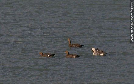 Lago Viedma -  - ARGENTINA. Foto No. 56558