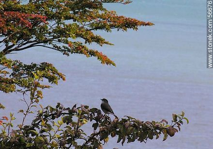 Diucón - Fauna - IMÁGENES VARIAS. Foto No. 56676