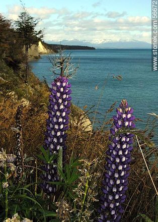 Flores fueguinas, lago Fagnano -  - ARGENTINA. Foto No. 56672
