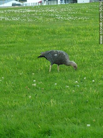  -  - ARGENTINA. Foto No. 56790