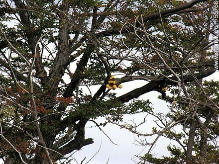 Vegetación fueguina -  - ARGENTINA. Foto No. 56768