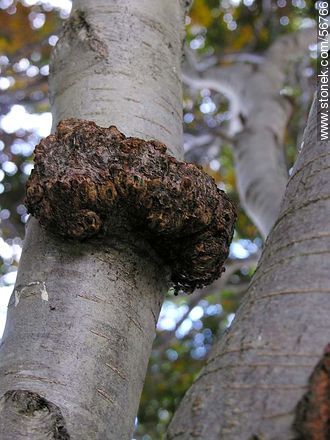 Vegetación fueguina -  - ARGENTINA. Foto No. 56766