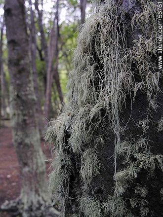 Vegetación fueguina -  - ARGENTINA. Foto No. 56761