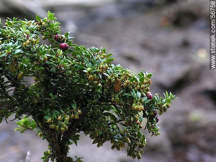 Vegetación fueguina -  - ARGENTINA. Foto No. 56758