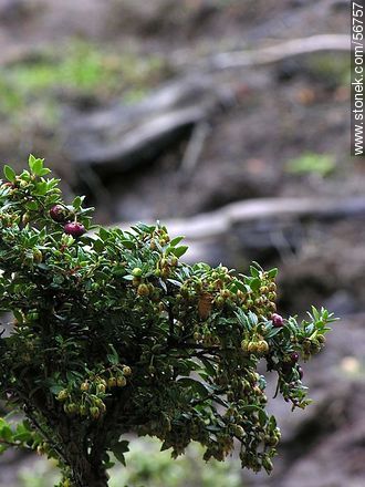 Vegetación fueguina -  - ARGENTINA. Foto No. 56757
