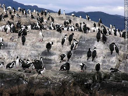 Cormorants on an island in the Beagle Channel -  - ARGENTINA. Photo #56872