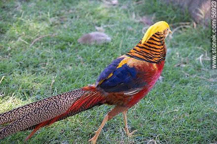 Golden Pheasant at the Zoo Rodolfo Tálice - Flores - URUGUAY. Foto No. 56923