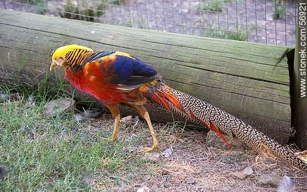 Golden Pheasant at the Zoo Rodolfo Tálice - Flores - URUGUAY. Foto No. 56921