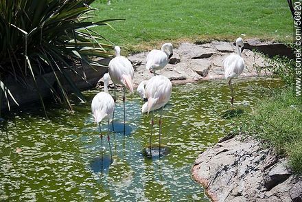 Flamingos - Flores - URUGUAY. Foto No. 56920
