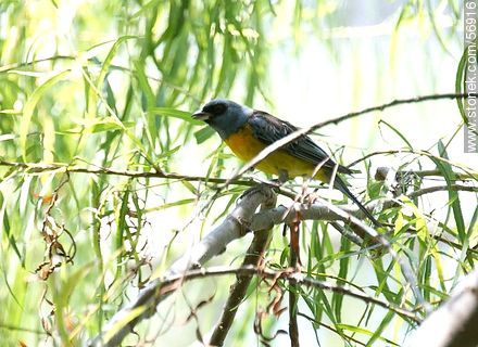 Blue-and-yellow Tanager - Fauna - MORE IMAGES. Photo #56916