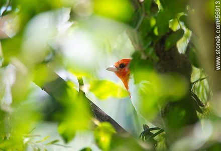 Red-crested Cardinal - Flores - URUGUAY. Photo #56913