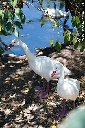 Domestic ducks - Flores - URUGUAY. Foto No. 56910