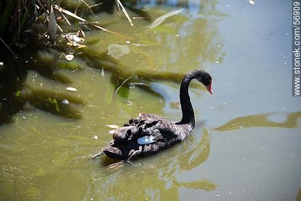 Cisne negro en el Parque Zoológico Rodolfo Tálice - Departamento de Flores - URUGUAY. Foto No. 56909