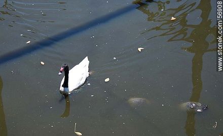 White swan black neck in zoo Rodolfo Tálice - Flores - URUGUAY. Foto No. 56908