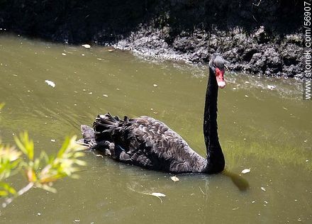 Cisne negro en el Parque Zoológico Rodolfo Tálice - Departamento de Flores - URUGUAY. Foto No. 56907