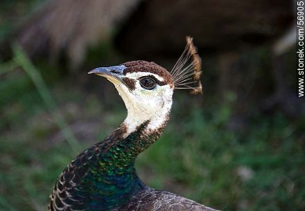 Peacock - Flores - URUGUAY. Foto No. 56905