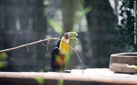 Toucan in Tálice Rodolfo Zoo - Flores - URUGUAY. Foto No. 56904