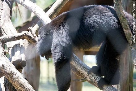 Caraya Monkey in Zoo Park Rodolfo Tálice - Flores - URUGUAY. Foto No. 56903
