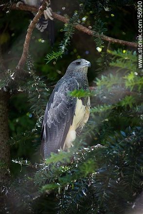 Black-chested Buzzard-Eagle in Zoo Park Rodolfo Tálice - Flores - URUGUAY. Foto No. 56900