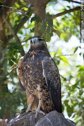 Bay-winged (or Harris's) Hawk - Flores - URUGUAY. Foto No. 56899