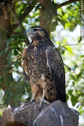 Bay-winged (or Harris's) Hawk in Zoo Park Rodolfo Tálice - Flores - URUGUAY. Foto No. 56897
