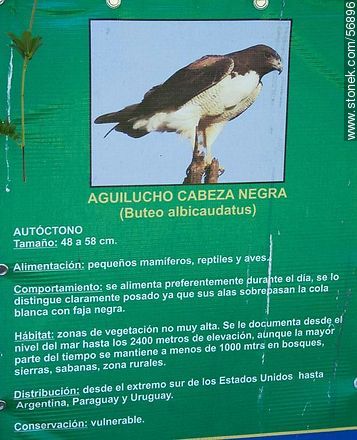 Cartel de un aguilucho cabeza negra  en el Parque Zoológico Rodolfo Tálice - Departamento de Flores - URUGUAY. Foto No. 56896