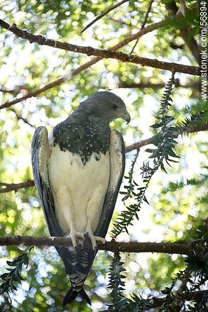 Águila mora en el Parque Zoológico Rodolfo Tálice - Departamento de Flores - URUGUAY. Foto No. 56894