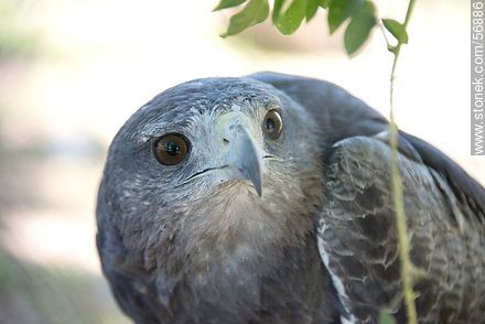 Aguilucho en el Zoológico Rodolfo Tálice en Trinidad, Flores, Uruguay - Fauna - IMÁGENES VARIAS. Foto No. 56886