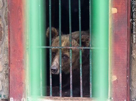 Zoológico Municipal de Salto. Triste oso pardo - Departamento de Salto - URUGUAY. Foto No. 57122