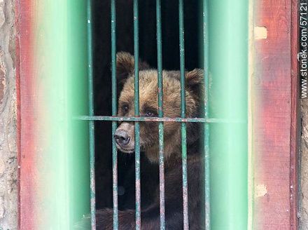 Zoológico Municipal de Salto. Triste oso pardo - Departamento de Salto - URUGUAY. Foto No. 57121