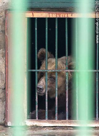 Zoológico Municipal de Salto. Triste oso pardo - Departamento de Salto - URUGUAY. Foto No. 57120