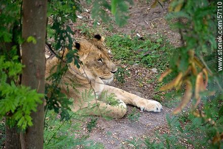 Salto Municipal Zoo. Young lion. - Fauna - MORE IMAGES. Foto No. 57110