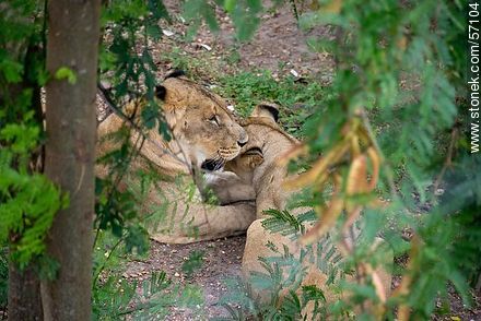 Salto Municipal Zoo. Young lions. - Department of Salto - URUGUAY. Photo #57104