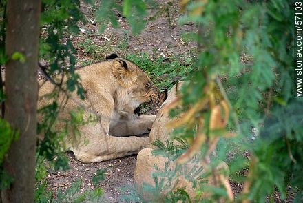 Salto Municipal Zoo. Young lions. - Department of Salto - URUGUAY. Photo #57103
