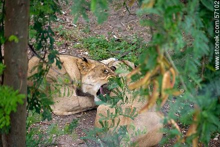 Salto Municipal Zoo. Young lions. - Fauna - MORE IMAGES. Foto No. 57102