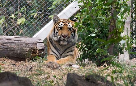 Salto Municipal Zoo. Bengal Tiger. - Department of Salto - URUGUAY. Photo #57097