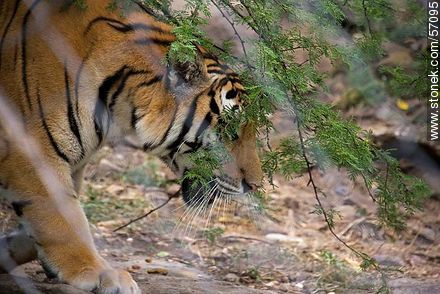 Salto Municipal Zoo. Bengal Tiger. - Fauna - MORE IMAGES. Foto No. 57095